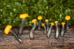 Narančasta nitoglavka, lat. Vibrissea truncorum